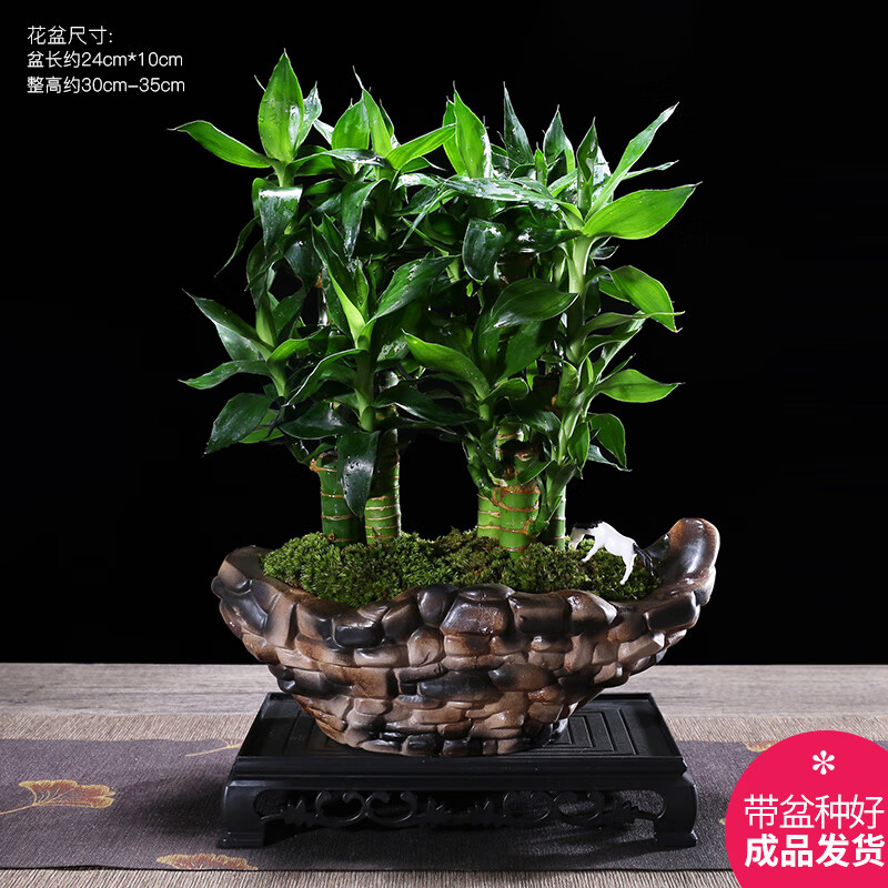 幼薇节节高富贵竹植物客厅转运绿植盆栽办公室内桌面好养盆景四季常青 三枝富贵竹+缺口鹅卵石陶瓷盆 带盆栽好