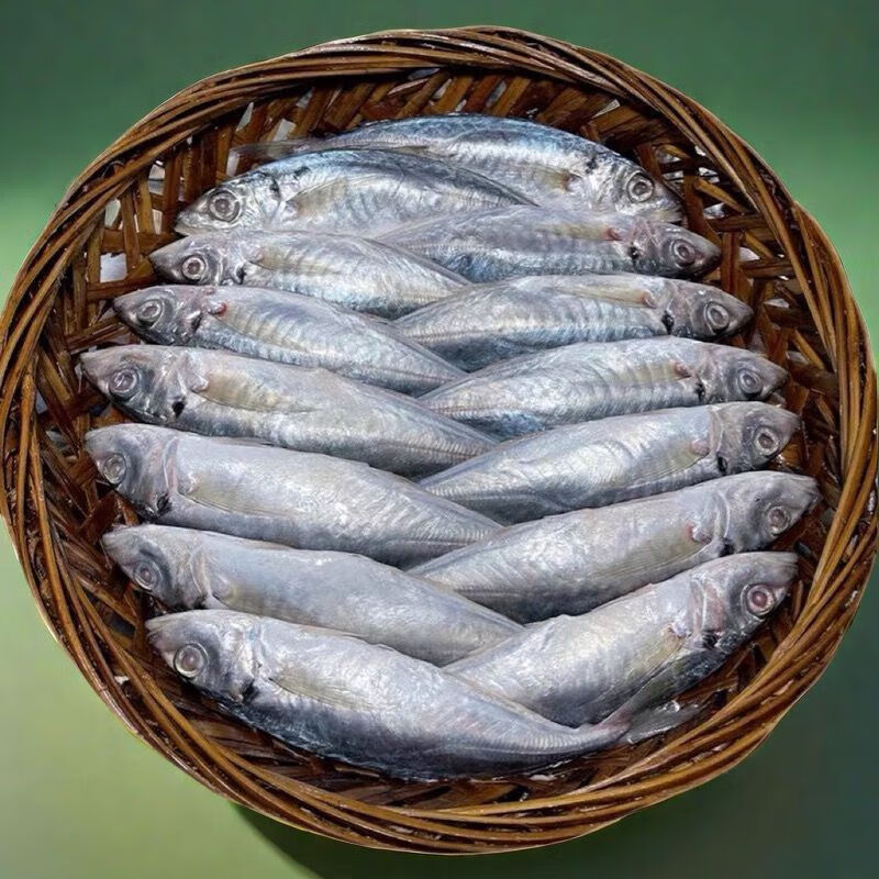 仙僖俫潮汕鱼饭渔家潮汕特产新鲜巴浪鱼饭巴浪鱼熟食即食海巴浪鱼熟鱼