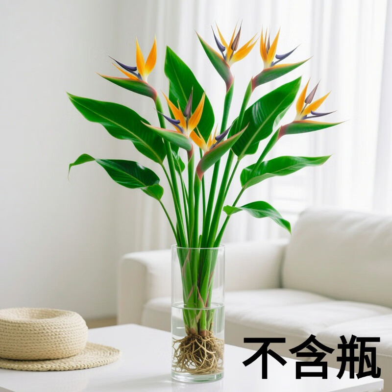 ����һ����������������ˮ��ֲ�����ں�����ֲˮ��ˮ���׻�������ֲ������ȩ A�� ˮ�������� 50-60���� 3�� 21.8Ԫ