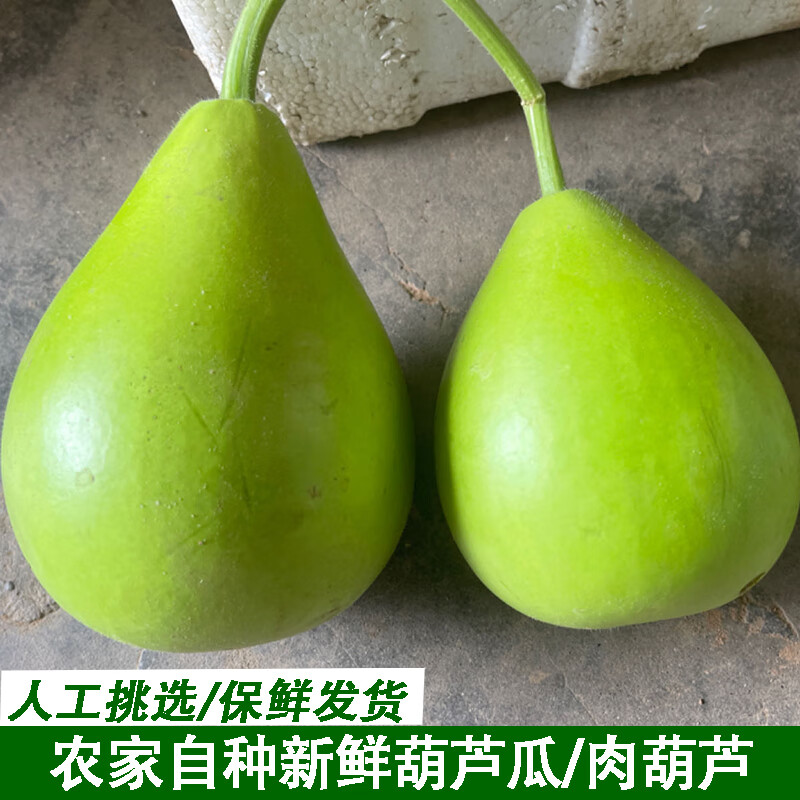 鮮美驚現(xiàn)摘新鮮葫蘆肉葫蘆瓜蒲瓜農(nóng)家自種菜葫蘆短瓠瓠瓜葫蘆瓜精選 1500g