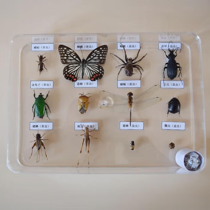 美衣羊真昆虫标本 益虫害虫标本套装 常见昆虫 学校幼儿园认知教学 六