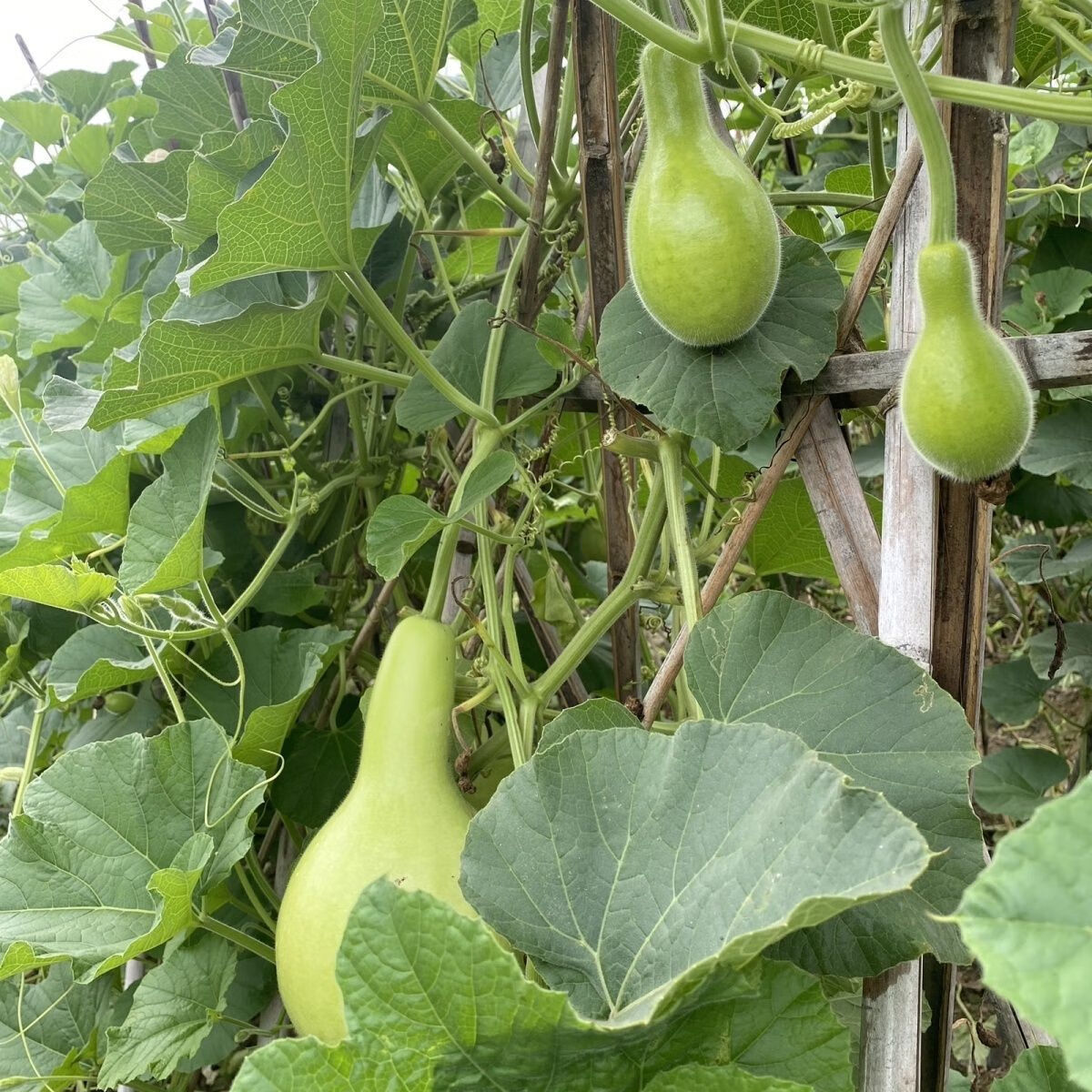 云南新鲜葫芦瓜瓢瓜食用菜葫芦甜葫芦时令蔬菜嫩圆葫芦梁河特产 1斤新鲜葫芦瓜可以炒菜炖肉