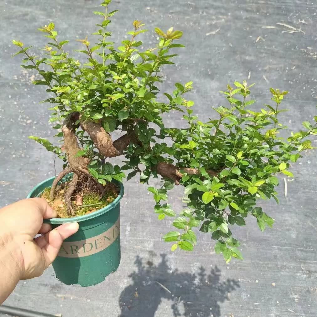 小叶红芽雀梅树桩盆景造型矮霸精品老桩净化空气绿植盆栽四季常青 大号飘枝悬崖精品雀梅 带盆栽好 京东折扣/优惠券