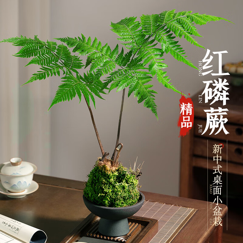 红磷蕨苔藓球绿植蕨类小众室内办公室书房耐阴茶几新中式禅意盆景 红磷蕨苔藓球2片叶【荷叶瓷盆+小和尚】