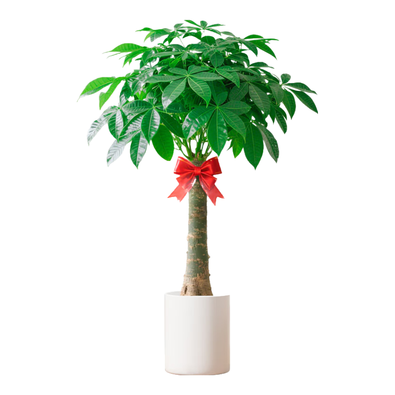 临雅特级发财树大型客厅盆栽书房阳台大棵绿植物适合室内摆放的树落地 【旗舰款】1.2-1.3m+圆筒树脂盆 133.8元