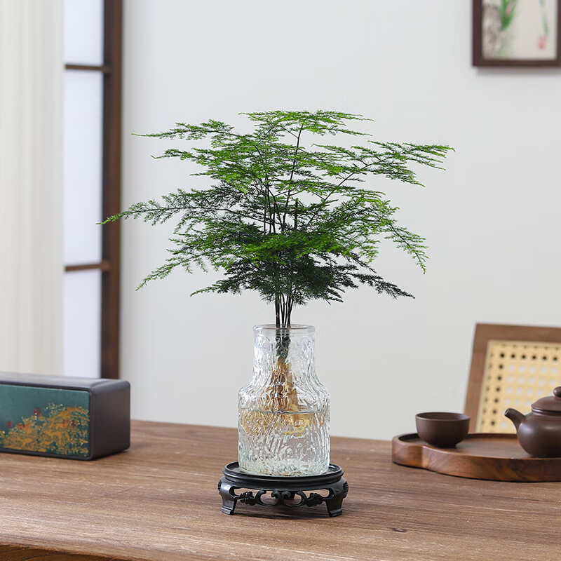 八芽文竹盆栽懒人水培植物客厅室内桌面好养四季好养发财树绿植吸甲醛 文竹-波浪瓶-密胺托盘 含盆