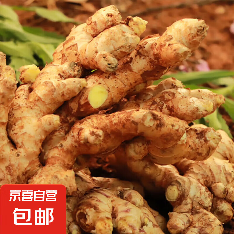 滇鲜生新鲜云南小黄姜农家自种带泥发货 滇鲜生小黄姜总净重 3斤