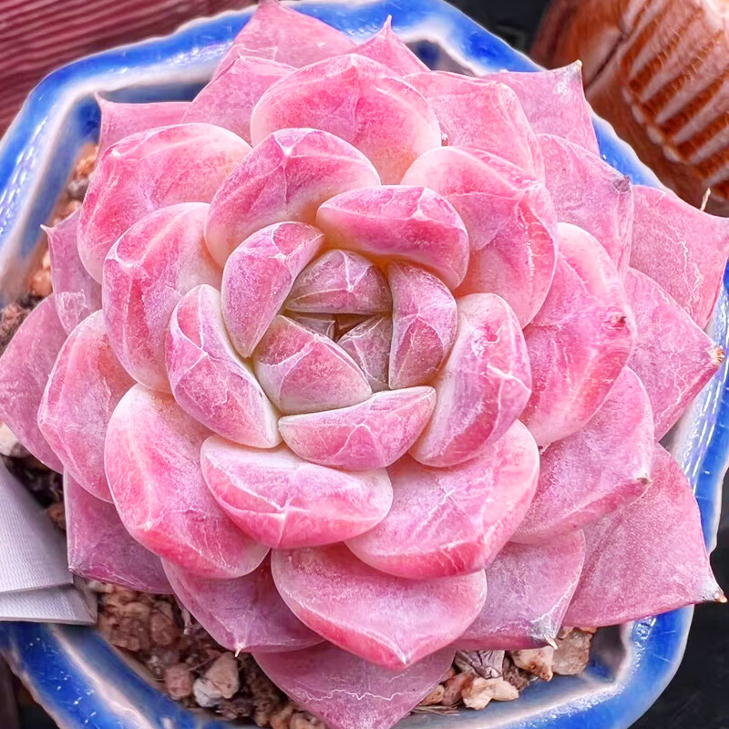 七抒控养果冻粉冰魄趣味精品好养多肉植物办公室内盆栽花卉阳台 单桩