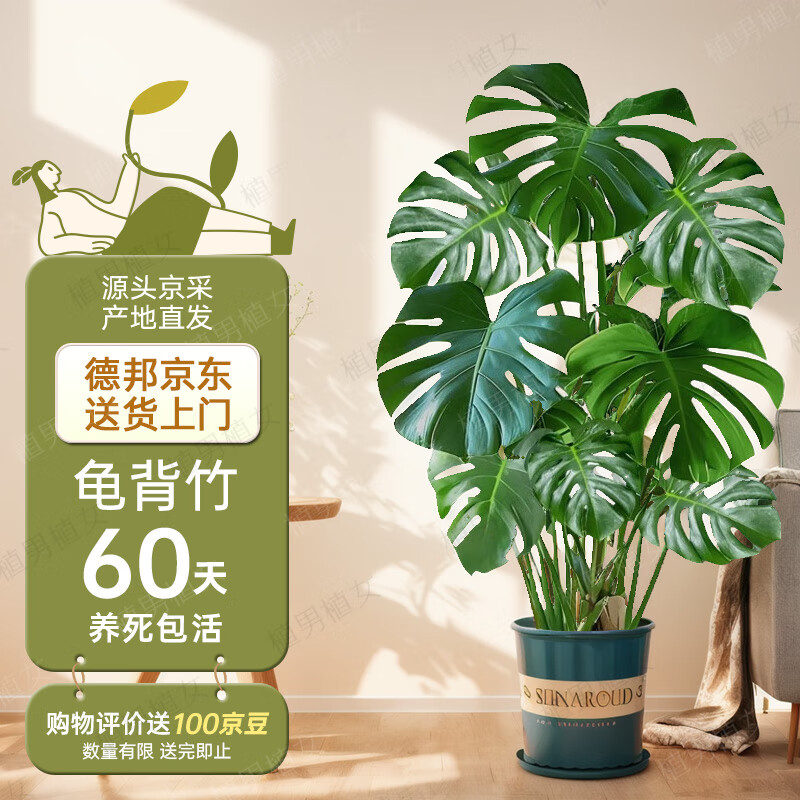 植男植女客厅龟背竹大型真绿植盆栽净化空气寓意好四季常青办公室源头直发