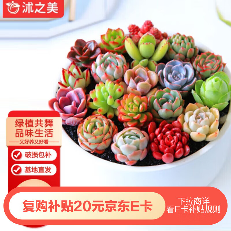 ��֮������ֲ�����������ֲװ�ΰڼ����� ���20�Ŷ��ⲻ���� Դͷֱ��