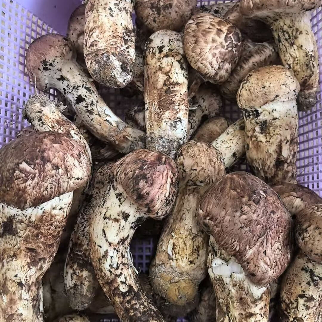 顺丰空运野生菌云南香格里拉特产新鲜松茸菌滋补佳品送礼自用 野生当天下山货1000g【超高回购】 100-140mm