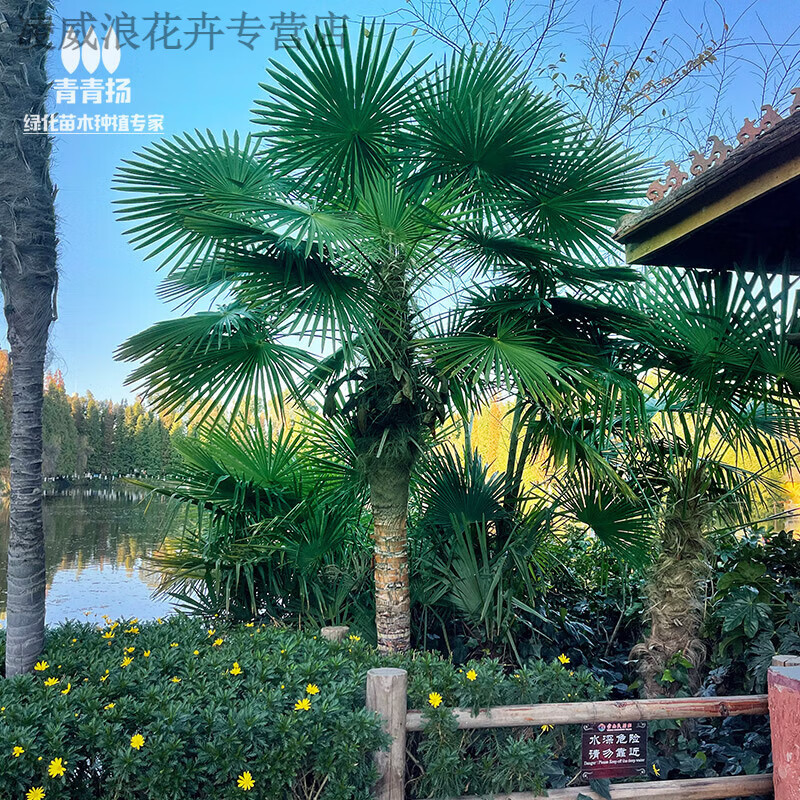 棕榈树苗扇子树庭院风景大树园林绿化四季常青植物盆栽名贵苗 树苗1