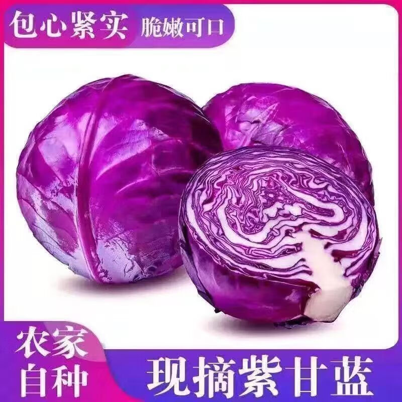 云南甘蓝新鲜蔬菜卷心菜紫色沙拉紫甘蓝现摘 人工甄选【带箱5斤】云南紫甘蓝