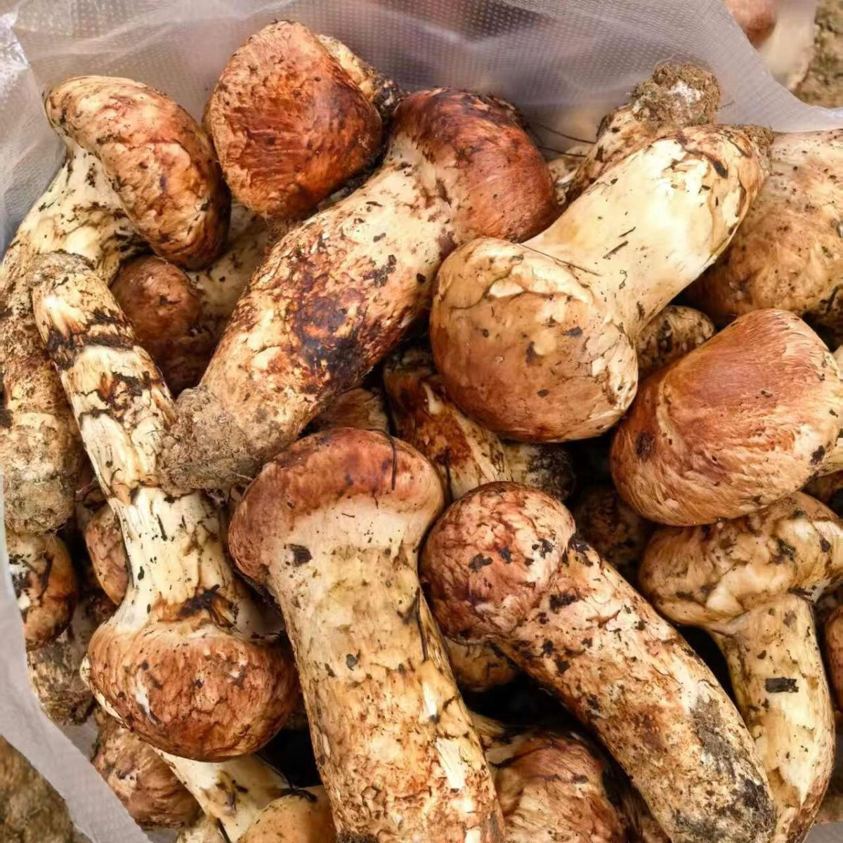 顺丰空运野生菌云南香格里拉特产新鲜松茸菌滋补佳品送礼自用 野生当天下山货1000g【超高回购】 100-140mm