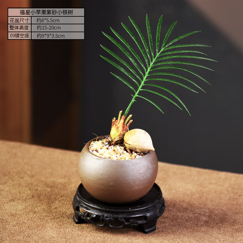 自然空間（ZRKONJN）鐵樹(shù)盆栽花卉植物室內(nèi)辦公室桌面花四季好養(yǎng)綠植中式禪意小盆景 福星小蘋果紫砂小鐵樹(shù)桌面小品+09鏤空座 帶盆栽好