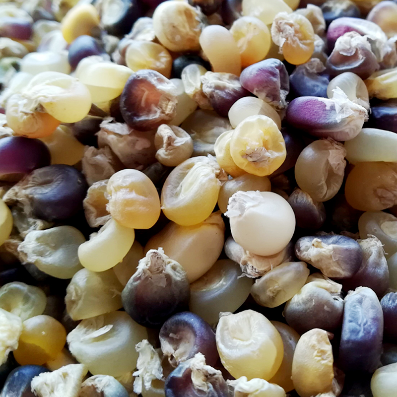 虎钢馋【2斤装】贵州特产小吃阴包谷子农家白糯玉米粒干包谷子包谷