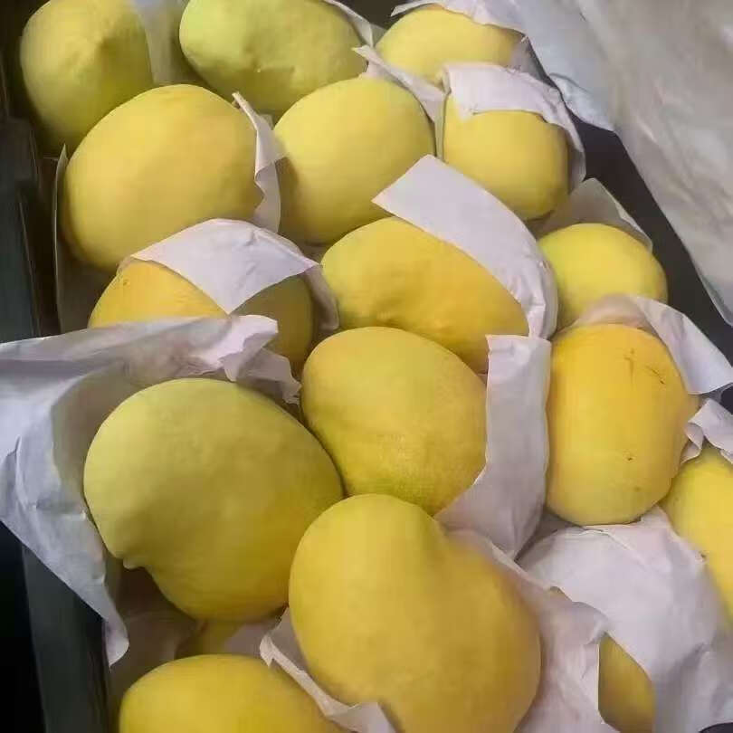 圣德龙钻石芒果热带水果光滑无丝新鲜水果圣德隆 1500克特大果单果300克以上