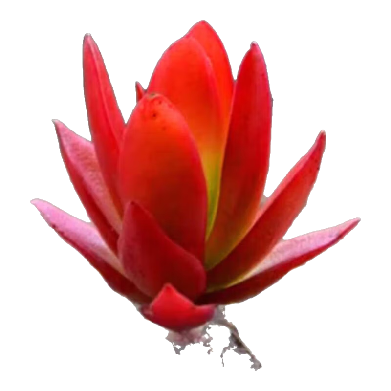 【火祭多肉】年宵花?红色植物精选室内阳台办公室桌面可爱年货 火祭5颗【3-5厘米】