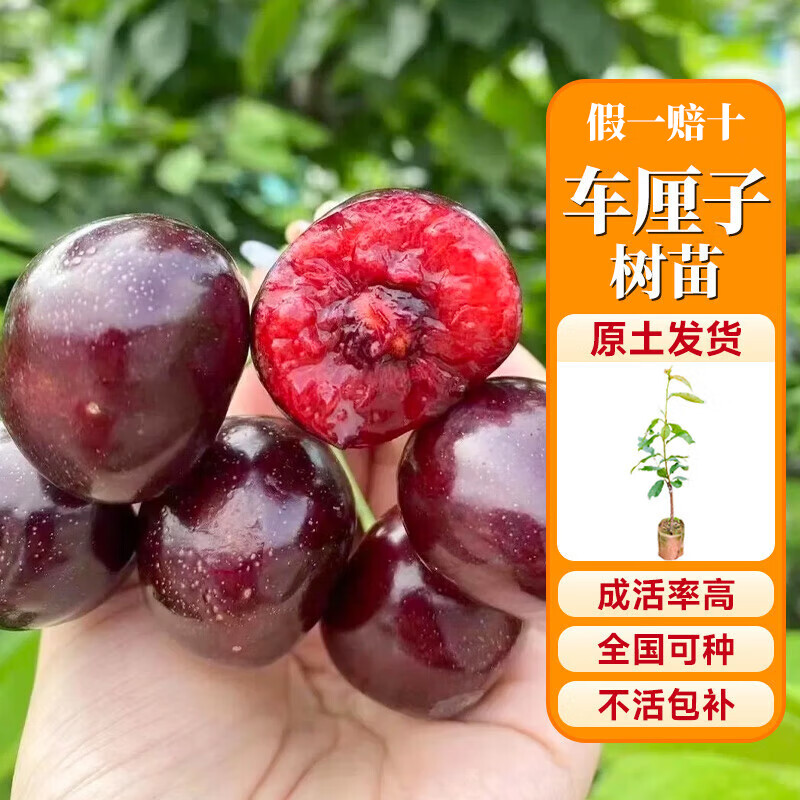 ڲųӣԵϱֲˮľͥԺ 鳵20-50cm37.8Ԫ