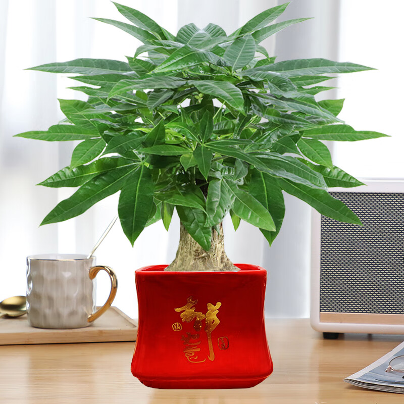 �������󷢲����в�����׮������ֲ���ں����ļ������մ��辰 ��ŷ���������ɫ���μ��������մ��裩 ����