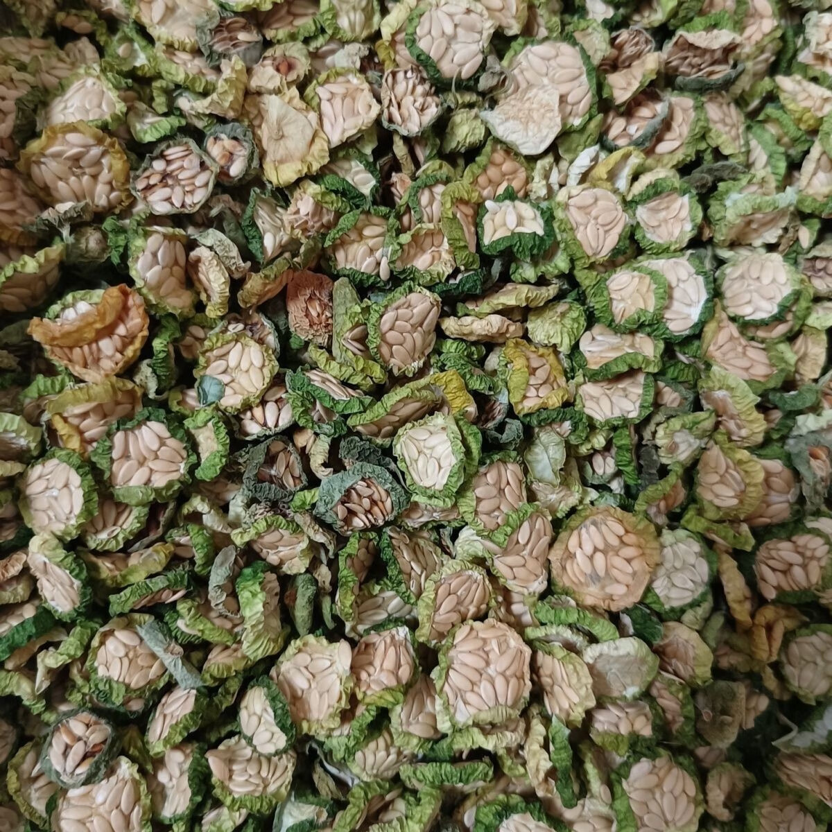 当季现采新货野生正品马泡瓜干马宝蛋马泡小野瓜切片自然晒干包邮 新货精品马泡瓜干1000克