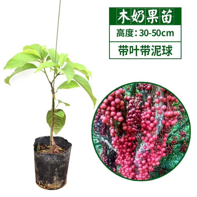 木奶果苗木木奶果樹苗木荔枝白皮山蘿葡野黃皮樹山豆木荔枝大連果 木奶果 高壓苗(30-50cm 營養(yǎng)杯 50cm(含)-60cm(不含)