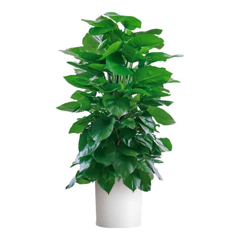 �����д�Ҷ���������Կ���������ֲ�칫���ڳ���ȩ������������Դͷֱ��