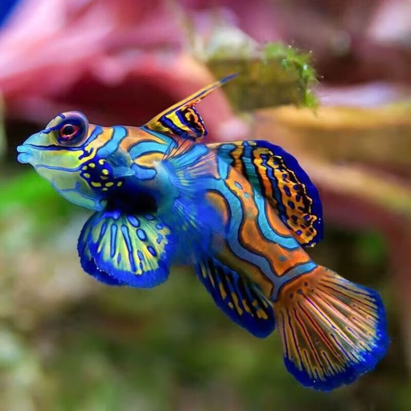 五彩青蛙 七彩麒麟绿麒麟圆点青蛙皇冠青蛙海水鱼活体神仙观赏鱼 七彩