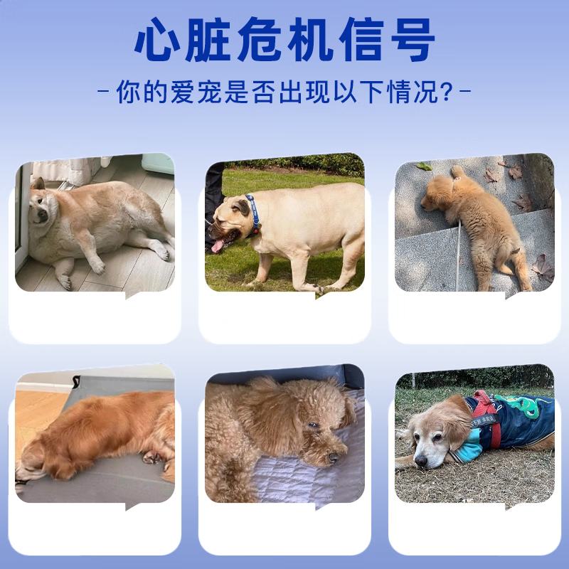 原本宠物养心护心冻干颗粒辅酶Q10猫咪狗狗营养健康辅助调理老年猫犬 养心护心冻干 【犬猫通用】护心冻干-90粒(1盒)