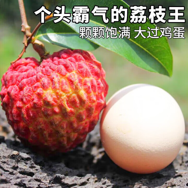 三萌果蔬海南荔枝王超大【JD顺丰闪送】新鲜火山荔枝水果礼盒送礼 3斤装【爆款主推-80%人选】净2.5斤 A+精品特大果【约10-12枚/斤】大如鸡蛋
