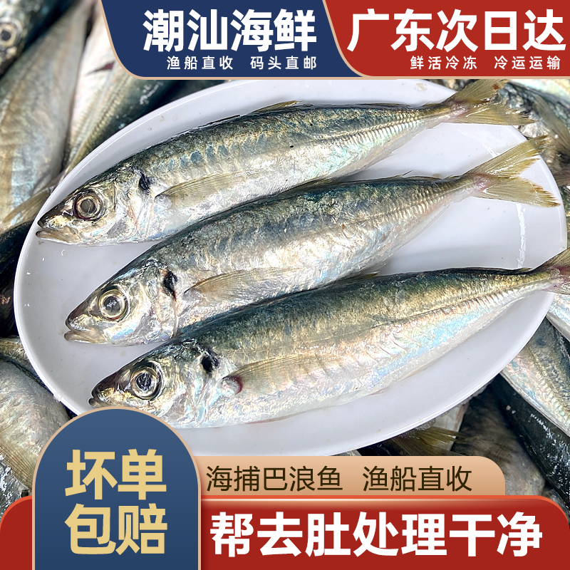 巴浪鱼海捕深海鱼新鲜蓝圆鲹潮汕海鲜水产冷冻刺巴鱼池鱼1斤3