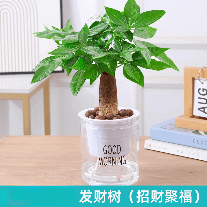 绿有意绿植盆栽多肉花卉盆栽植物室内桌面水培绿植办公室客厅植物懒人 发财树（招财聚福） 带盆带土发货