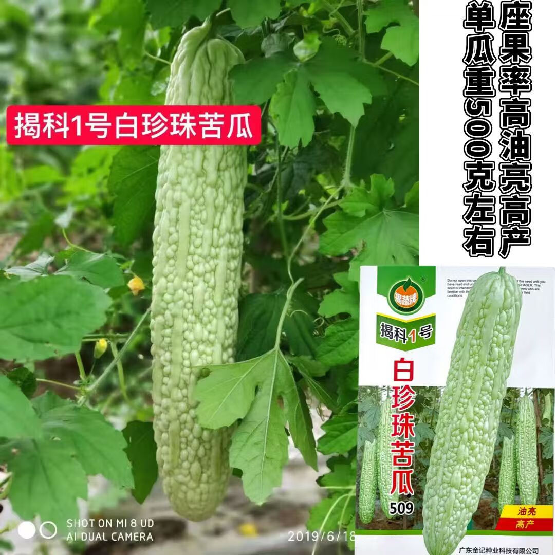 揭科一号白珍珠苦瓜种子油亮高产长白苦瓜种籽条形顺直农家小院种 揭