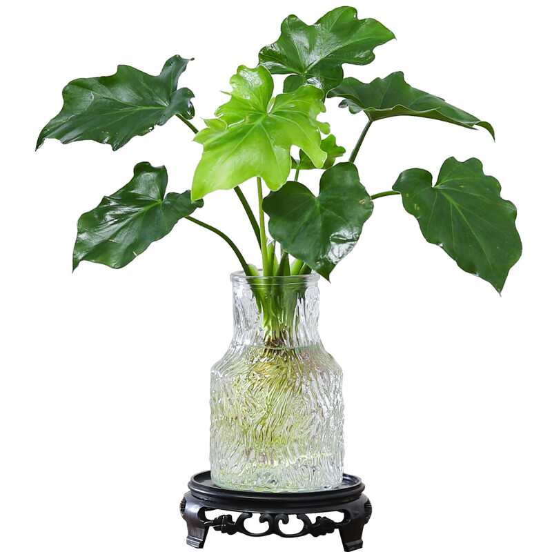 八芽文竹盆栽懒人水培植物客厅室内桌面好养四季好养发财树绿植吸甲醛 春羽-波浪瓶-密胺托盘 含盆