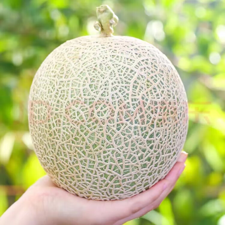 ɽƹõ۹ϣ2ϲһ䷢ˮ ѡƹ 4.25-4.52-3