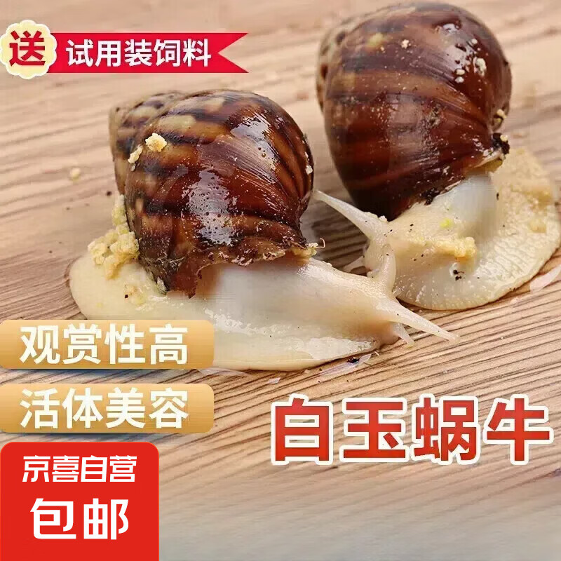 ţʹţѧѧʵѧСţ 5-7cmţһֻ1Ԫȯ