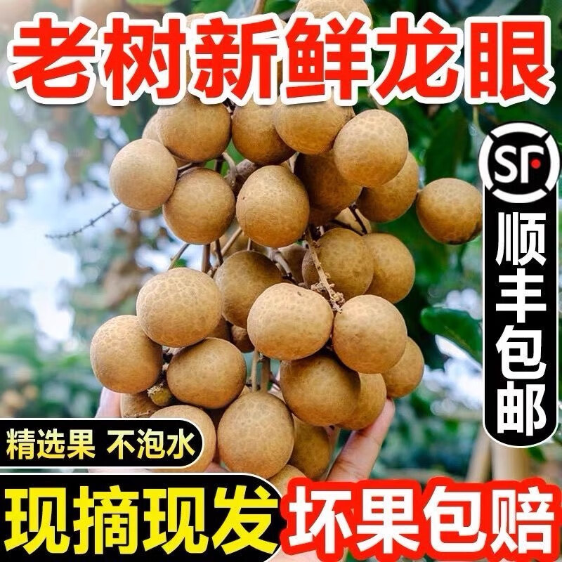 三萌果蔬广东石硖储良龙眼【顺丰冷链-多地隔日达】新鲜龙眼桂圆水果送礼 【顺丰速发】7A级丨特级果【自吃推荐】 3斤石硖龙眼【80%人选-超划算】净重2.6斤