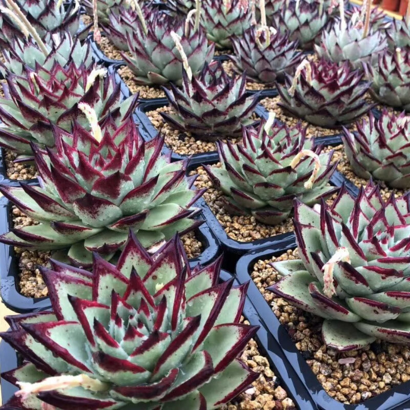 醉春木大型13cm  乌木汁多肉植物盆栽进口大颗老桩绿植花卉新手好