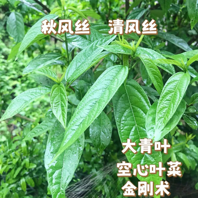 浙江温州永嘉秋风丝清风丝野菜野生金刚术大青叶空心菜清凉现采 1斤