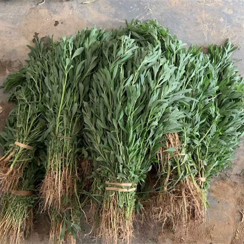 北京同仁堂扫帚苗全草 药用带根全草扫帚苗新鲜野菜扫把菜扫帚菜地肤草 药用带根全草净重3.01斤【不可做菜和栽种】