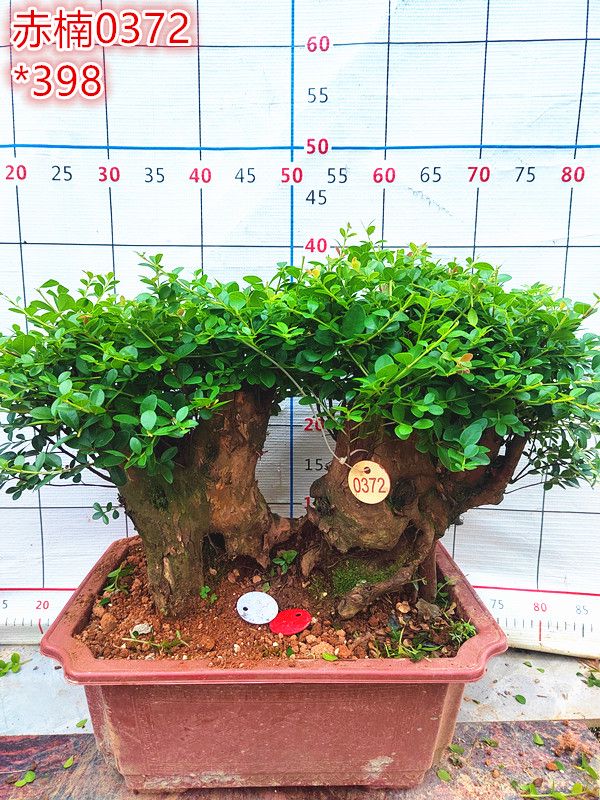 赤楠黃楊盆景生樁熟樁小葉紅芽古樁老樁庭院室內(nèi)綠植盆栽四季長(zhǎng)青 灰色 0372+ 不含盆