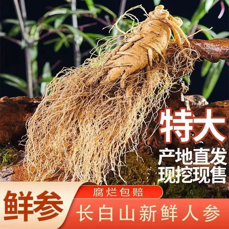 灵壹禾吉林特大新鲜现挖人参带土新鲜人参煲汤山参一斤发顺丰 精选新鲜带泥巴人参 225g*1盒