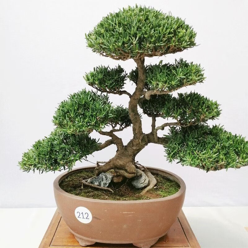 昂启    造型盆景老桩罗汉舌米叶罗汉松盆景大小苗 罗汉松盆栽型 含盆