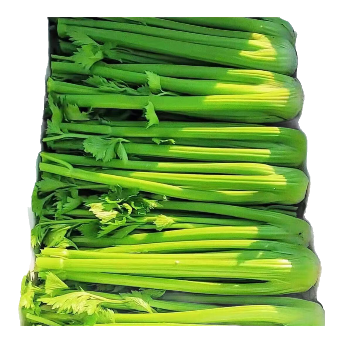 新鲜大西芹现割现发榨汁西芹首选水果西芹鲜嫩蔬菜生鲜减肥减脂 新鲜西芹4斤