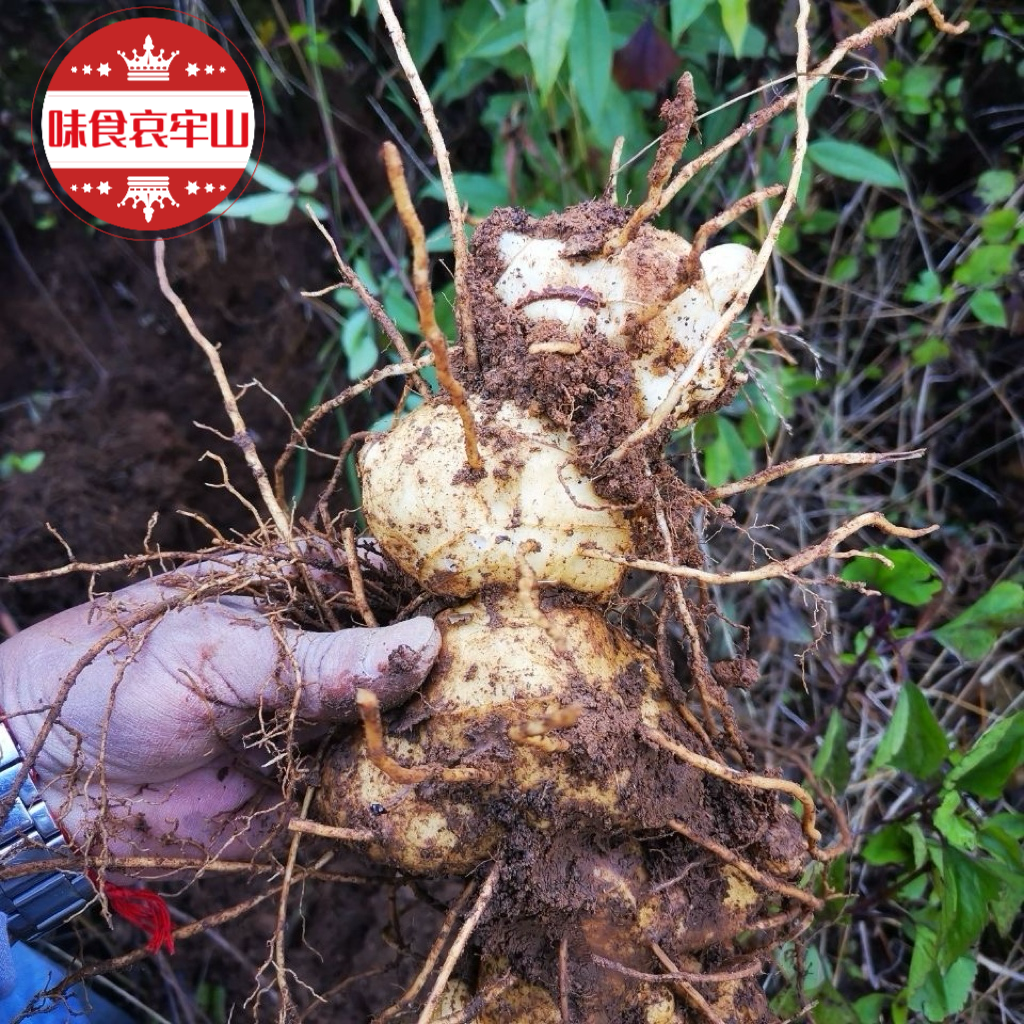 食用哀牢山野生新鲜黄精马尾根天然老虎姜滋补煲汤泡酒泡水纯天然