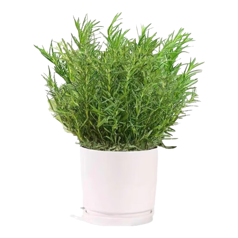 ������ �Ե�������ԭ�象��ֲ���ʳ������ţ���ó�������������� �������� ԭ�� 9.8Ԫ