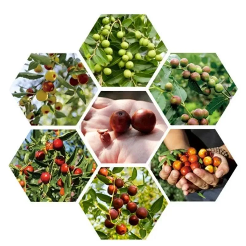 美意颂邢台特产野生酸枣汁美410ml酸甜可口果味饮料酸酸甜甜植物6瓶12瓶 410ml*6瓶