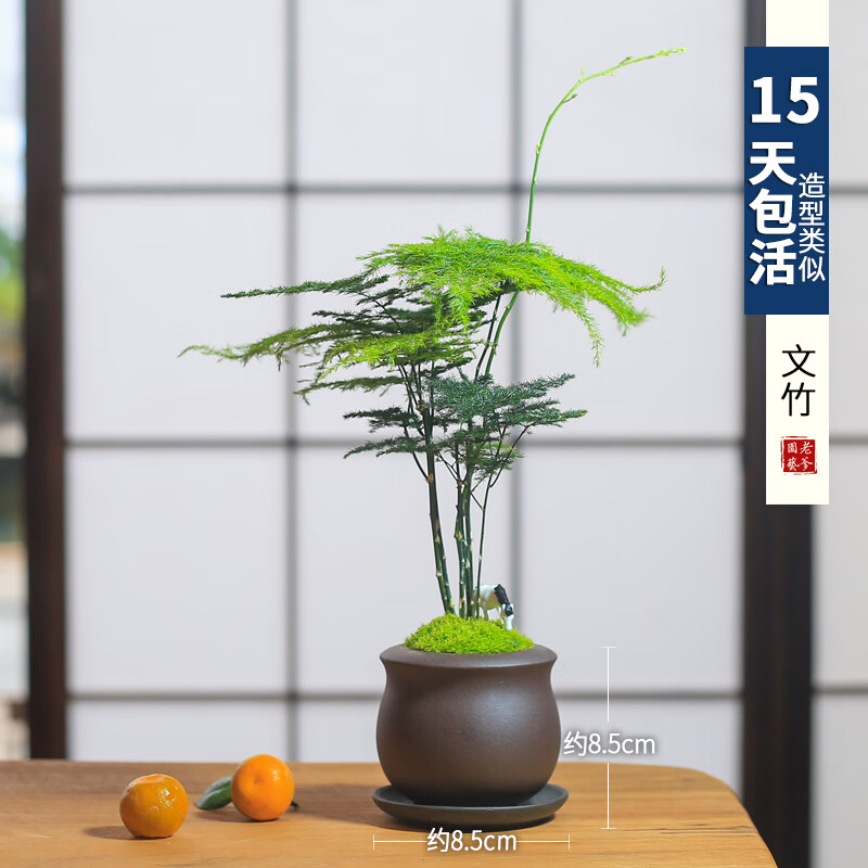 文竹 配接水盘 带盆栽好