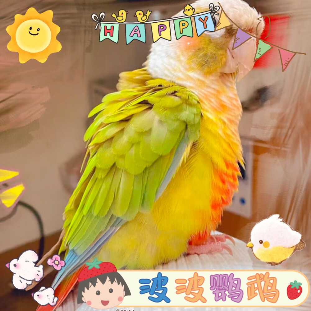 小太阳鹦鹉黄边凤梨肉桂绿半毛零天纯手养半毛亲人可训技能 凤梨半毛(