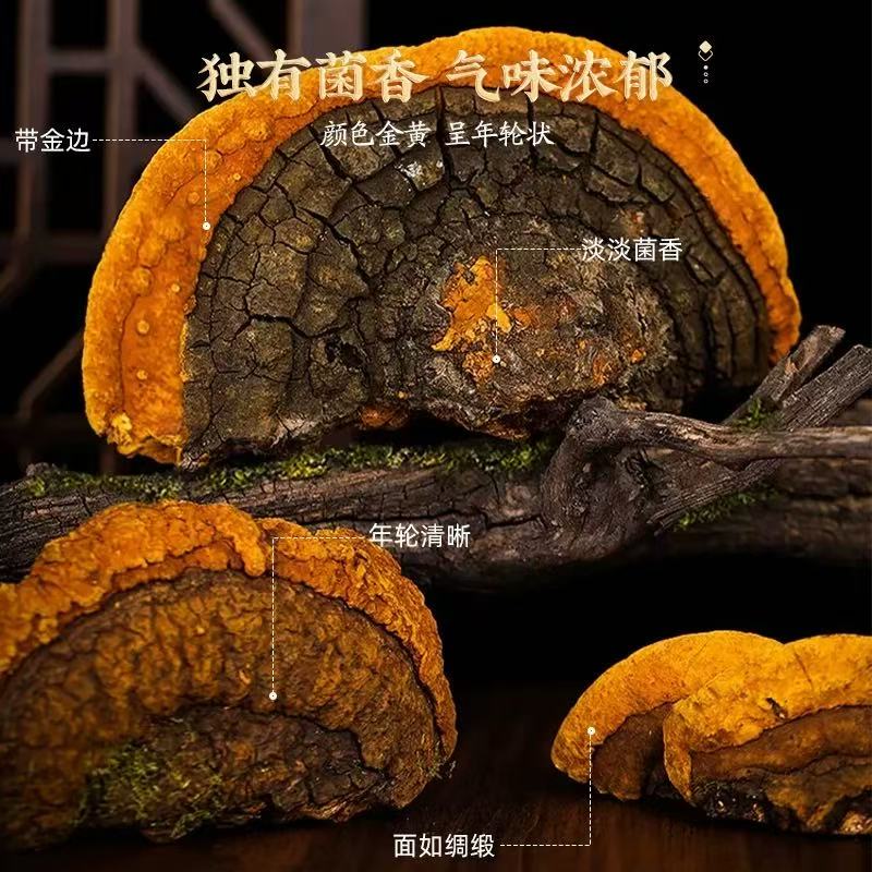 南京同仁堂桑黄西藏可搭野生中药材泡水喝桑黄金边干货桑黄菌茶官方正品 【南京同仁堂-官方正品】吃的放心 150g*1瓶 精选西藏无硫桑黄【3瓶/450g】健康食养推荐